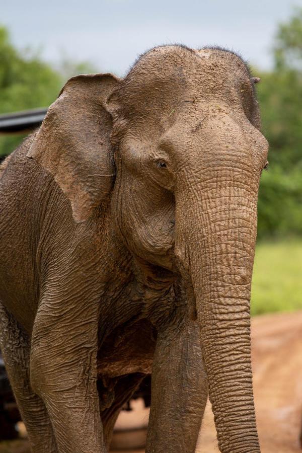 Makini Bush Camp, Yala Hotel Luaran gambar